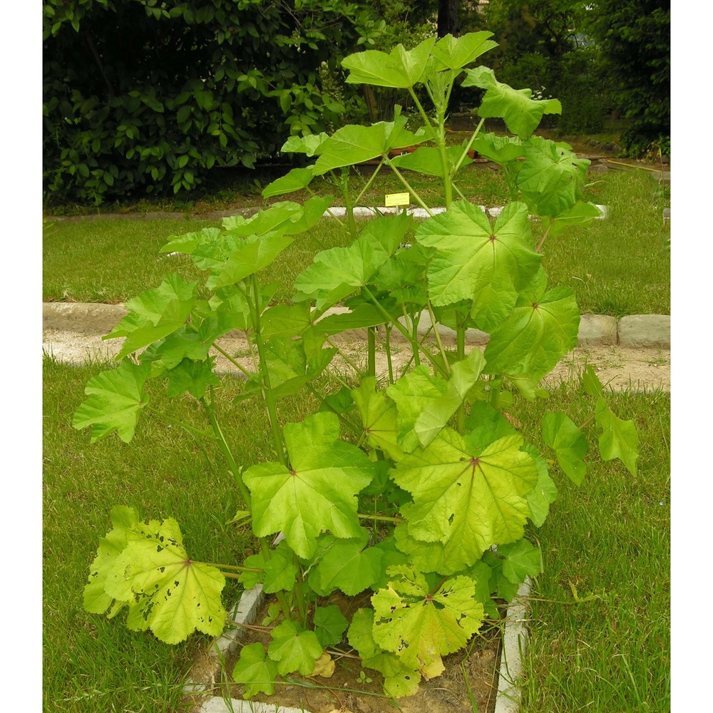 malva verticillata l.