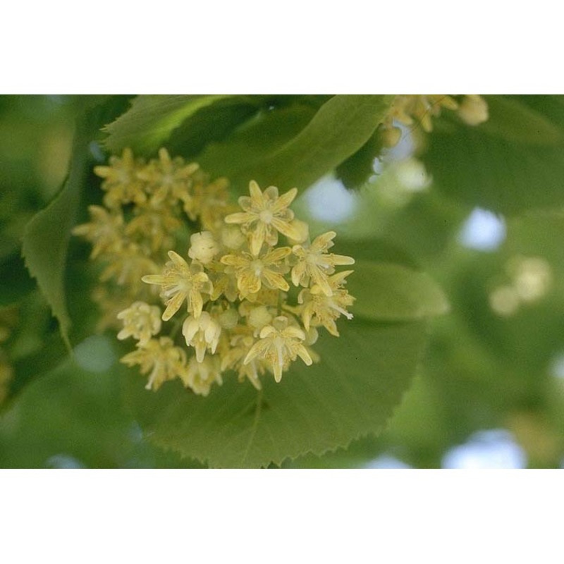 tilia americana l.