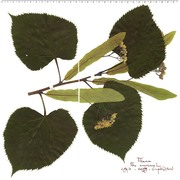 tilia americana l.