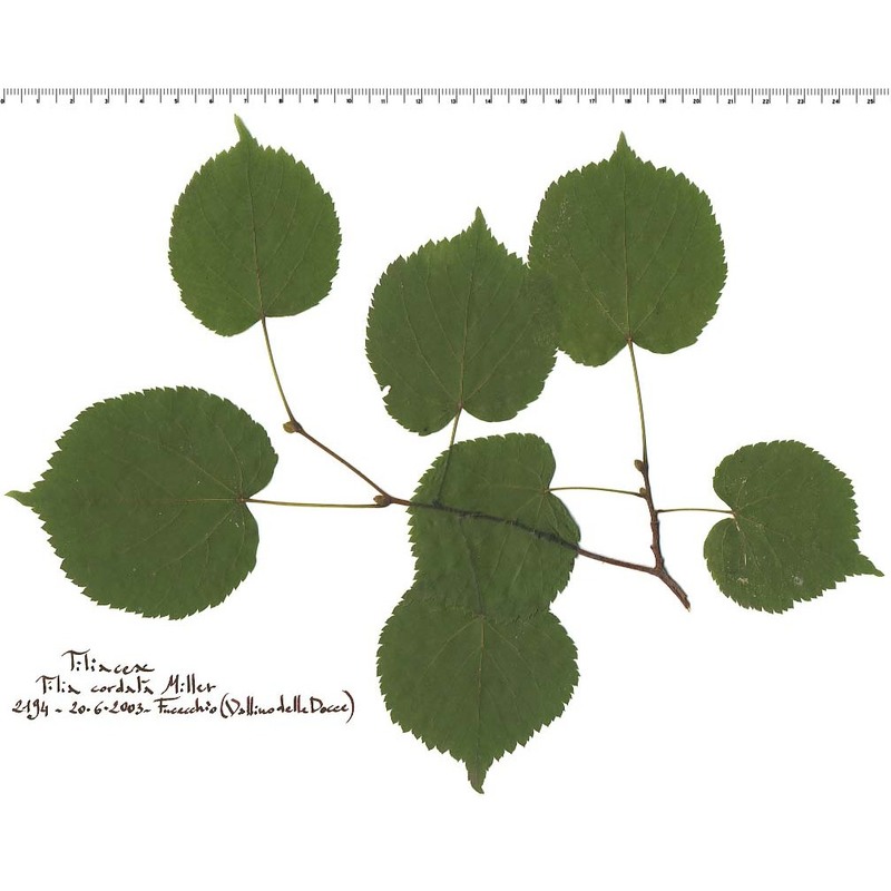 tilia cordata mill.