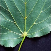 tilia cordata mill.