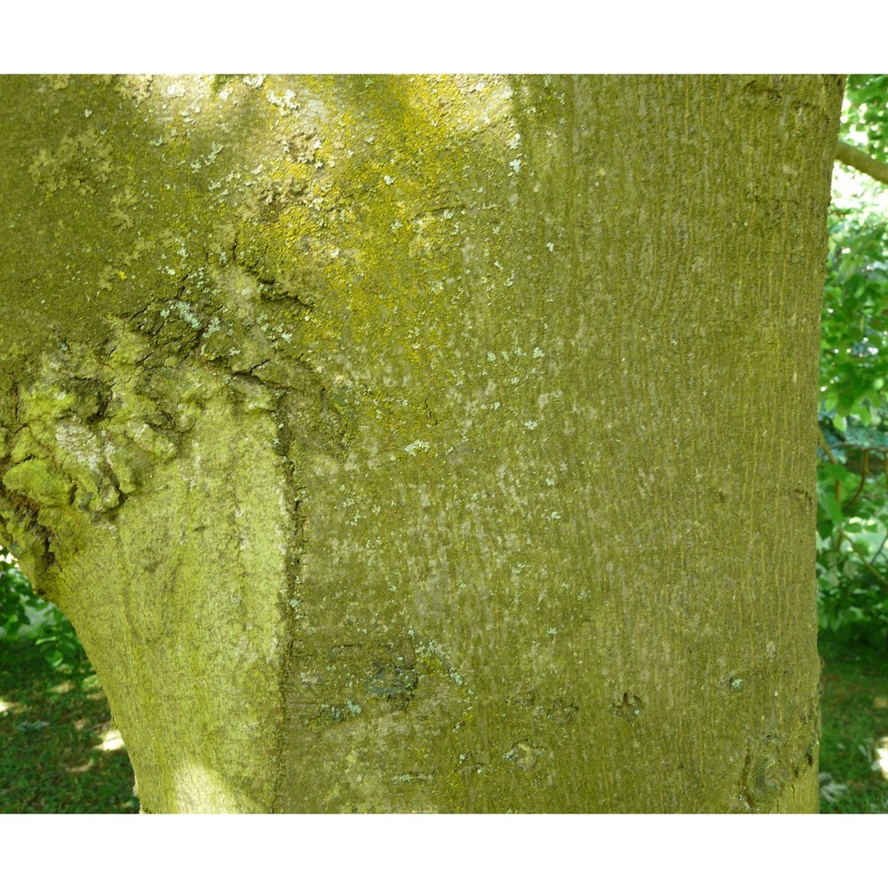 tilia heterophylla vent.