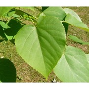 tilia heterophylla vent.