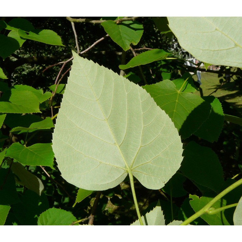 tilia heterophylla vent.