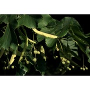 tilia platyphyllos scop.