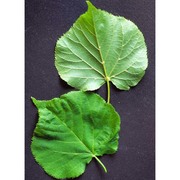 tilia platyphyllos scop.