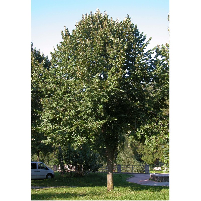 tilia tomentosa moench