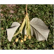 tilia tomentosa moench