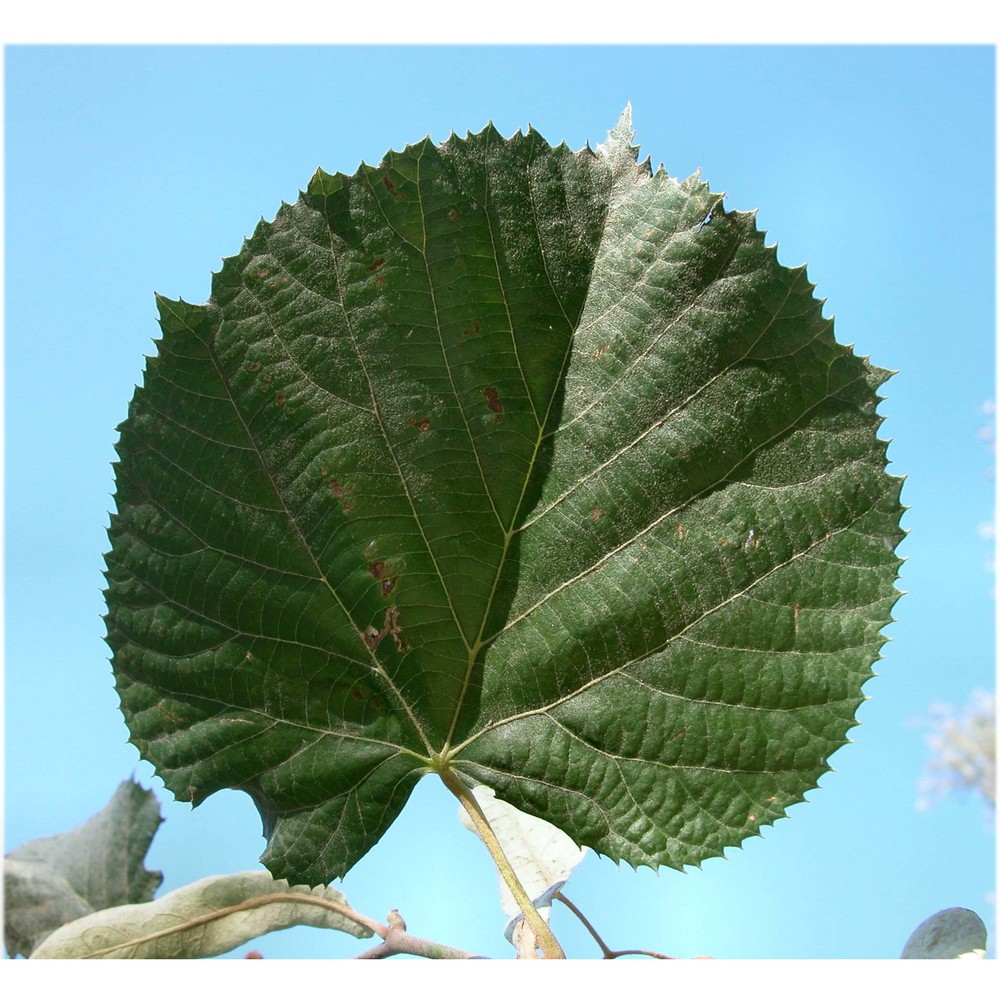 tilia tomentosa moench