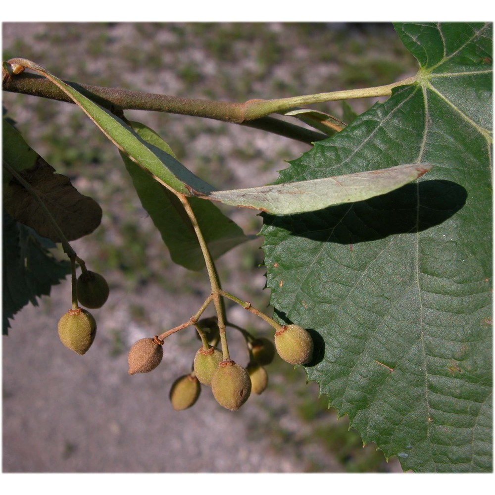 tilia tomentosa moench