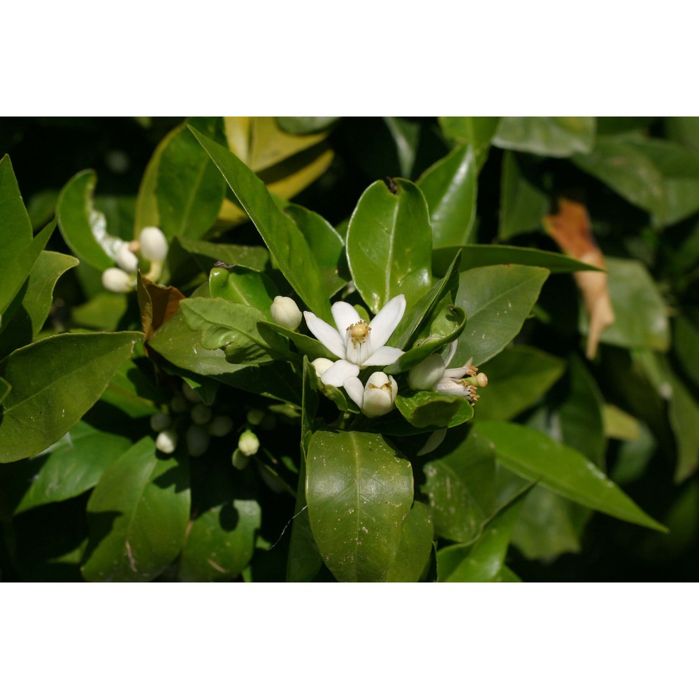 citrus sinensis (l.) osbeck