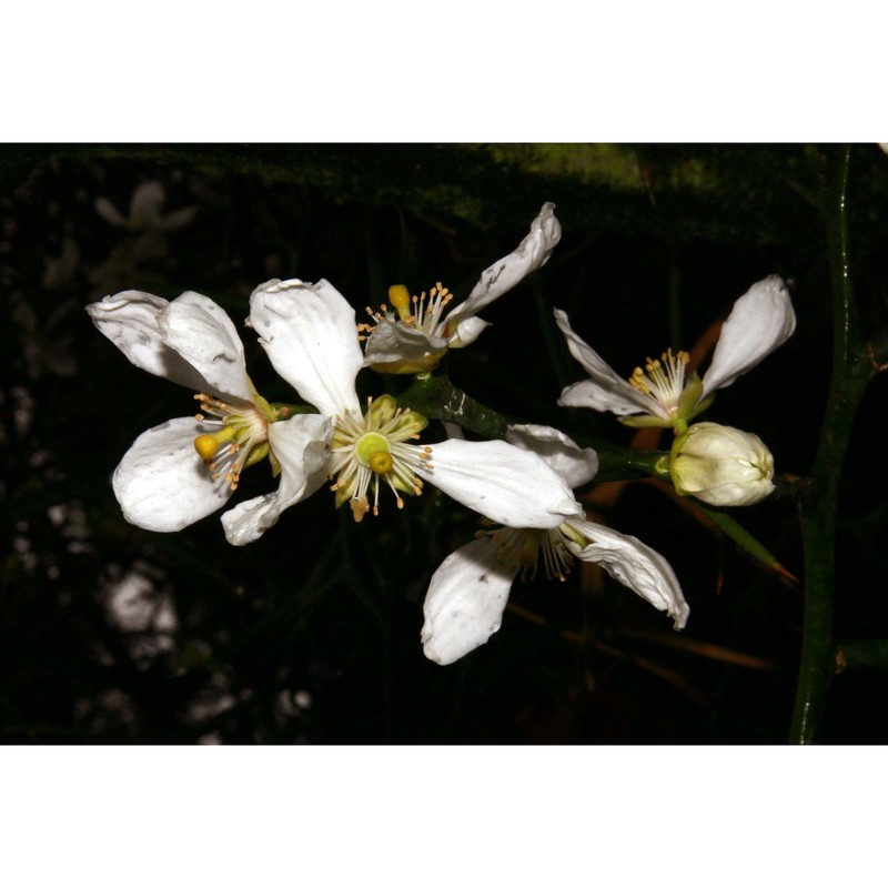 citrus trifoliata l.