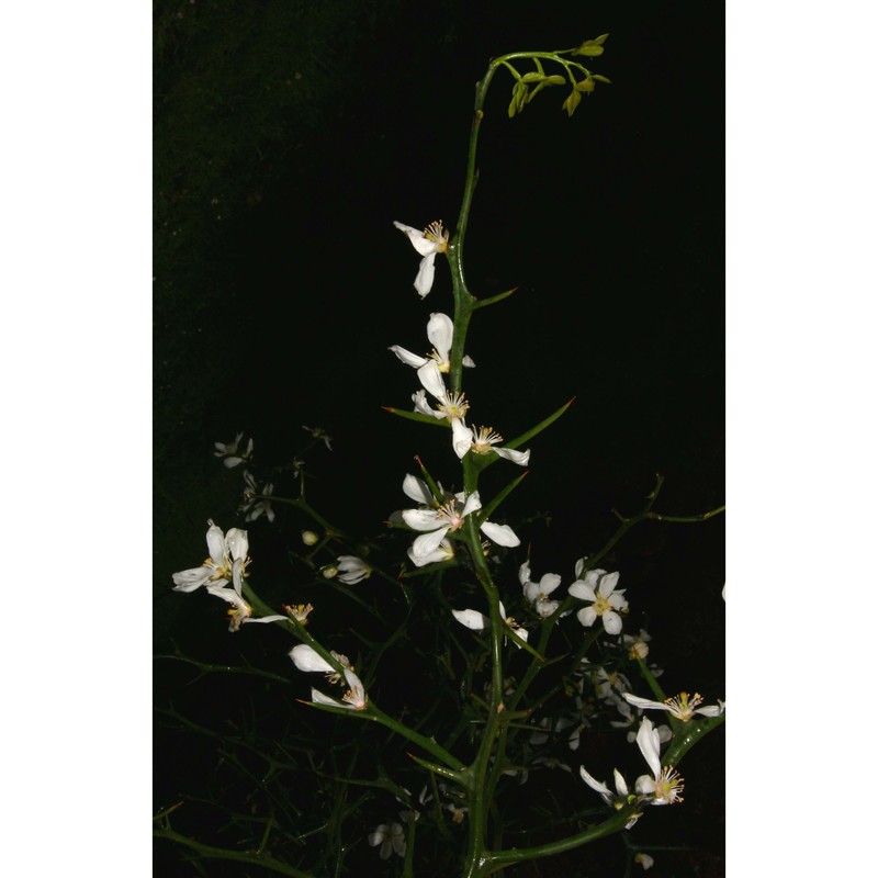 citrus trifoliata l.