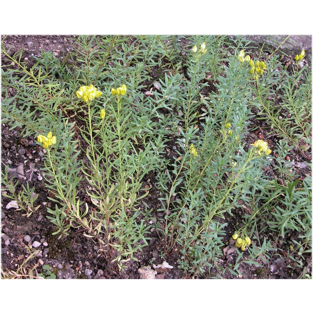 haplophyllum patavinum (l.) g. don