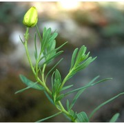 haplophyllum patavinum (l.) g. don