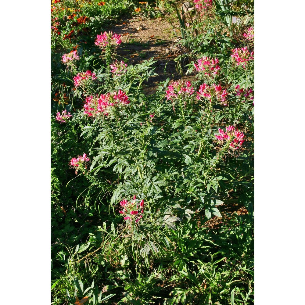 cleome spinosa jacq.