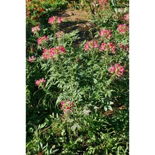 cleome spinosa jacq.