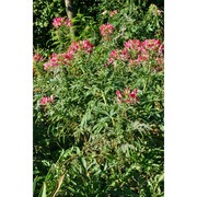 cleome spinosa jacq.