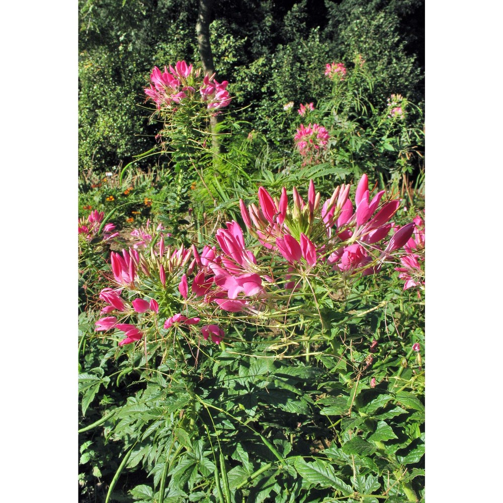 cleome spinosa jacq.