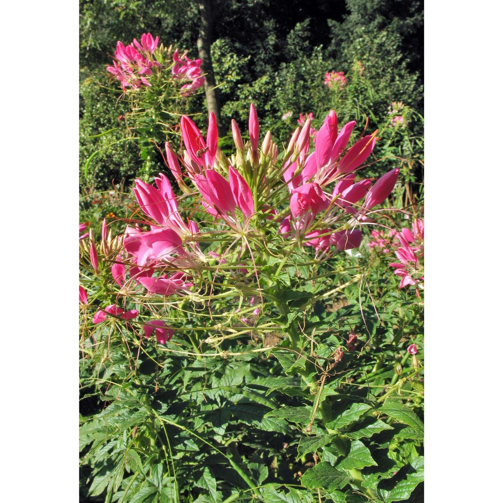 cleome spinosa jacq.