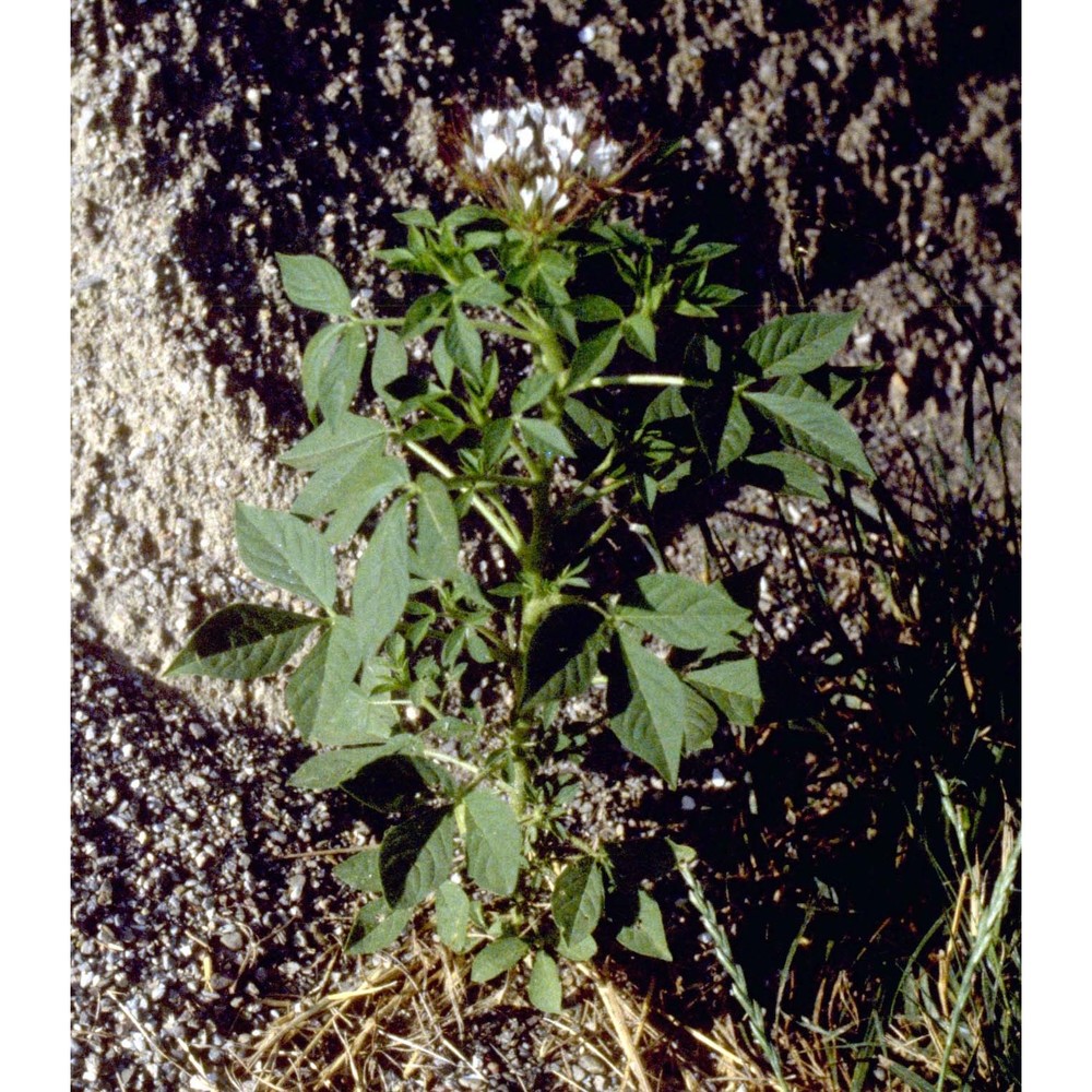 polanisia trachysperma torr. et a. gray var. trachysperma