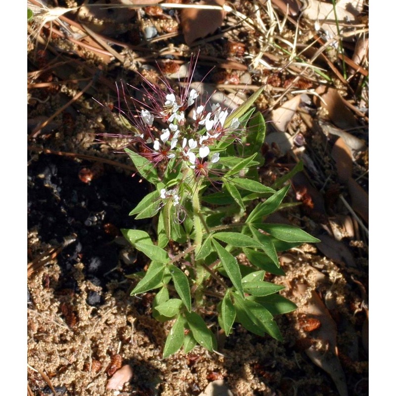 polanisia trachysperma torr. et a. gray var. trachysperma