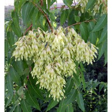 ailanthus altissima (mill.) swingle