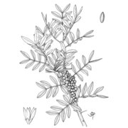 pistacia lentiscus l.
