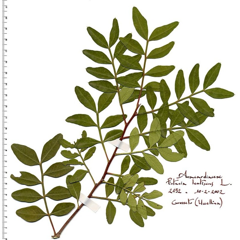 pistacia lentiscus l.