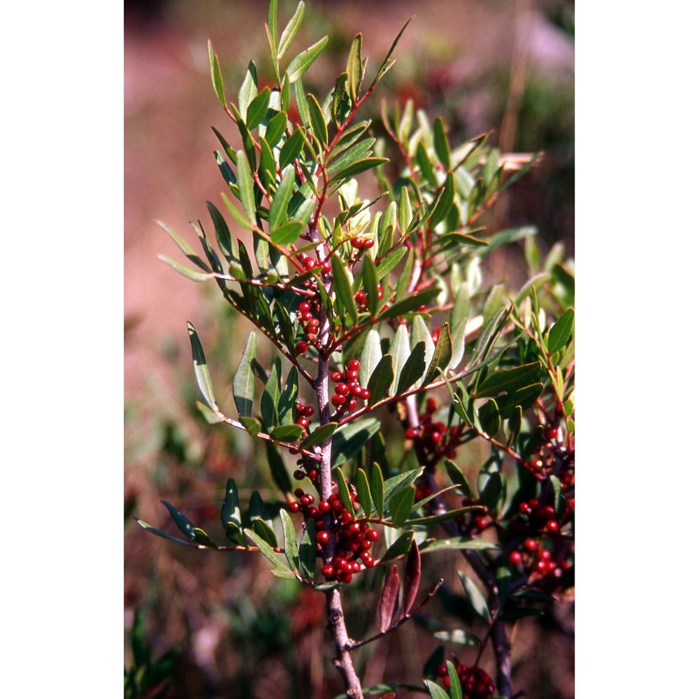 pistacia lentiscus l.