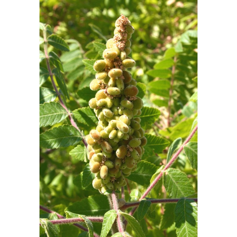 rhus coriaria l.