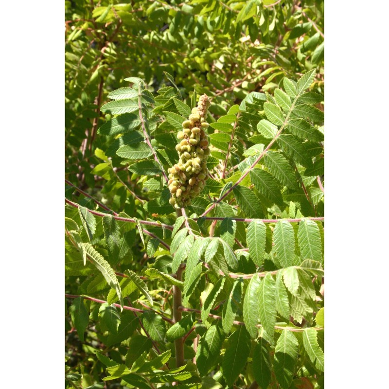 rhus coriaria l.