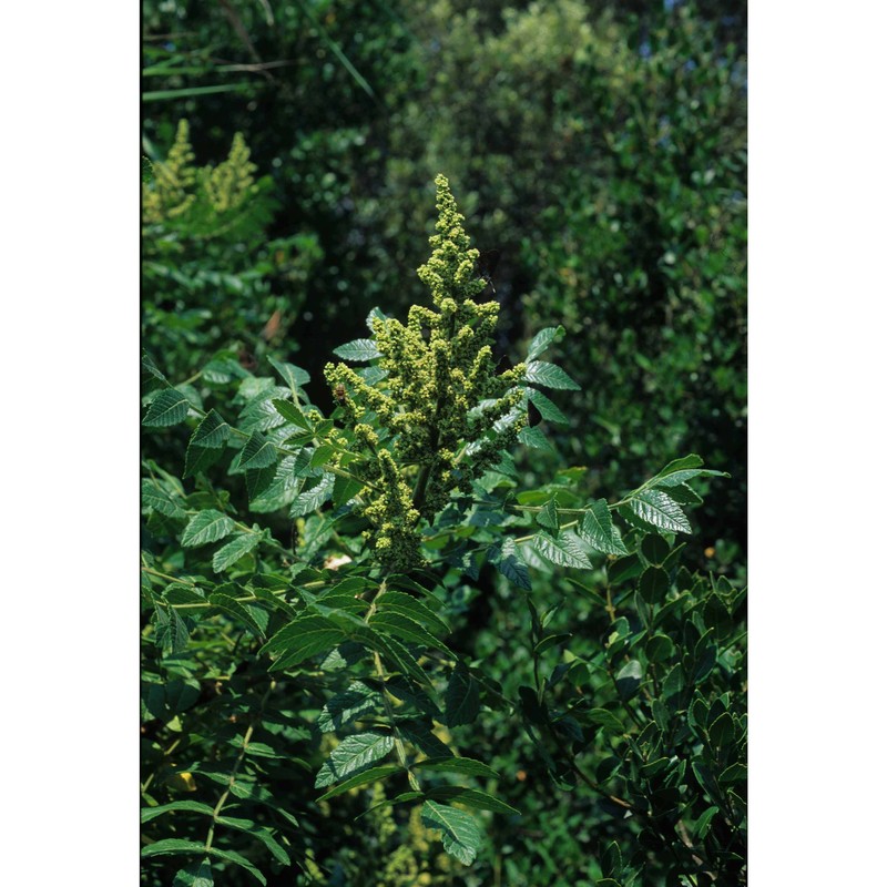 rhus coriaria l.