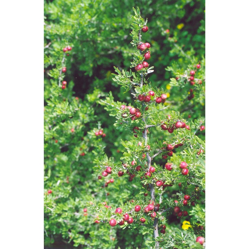 rhus pentaphylla (jacq.) desf.