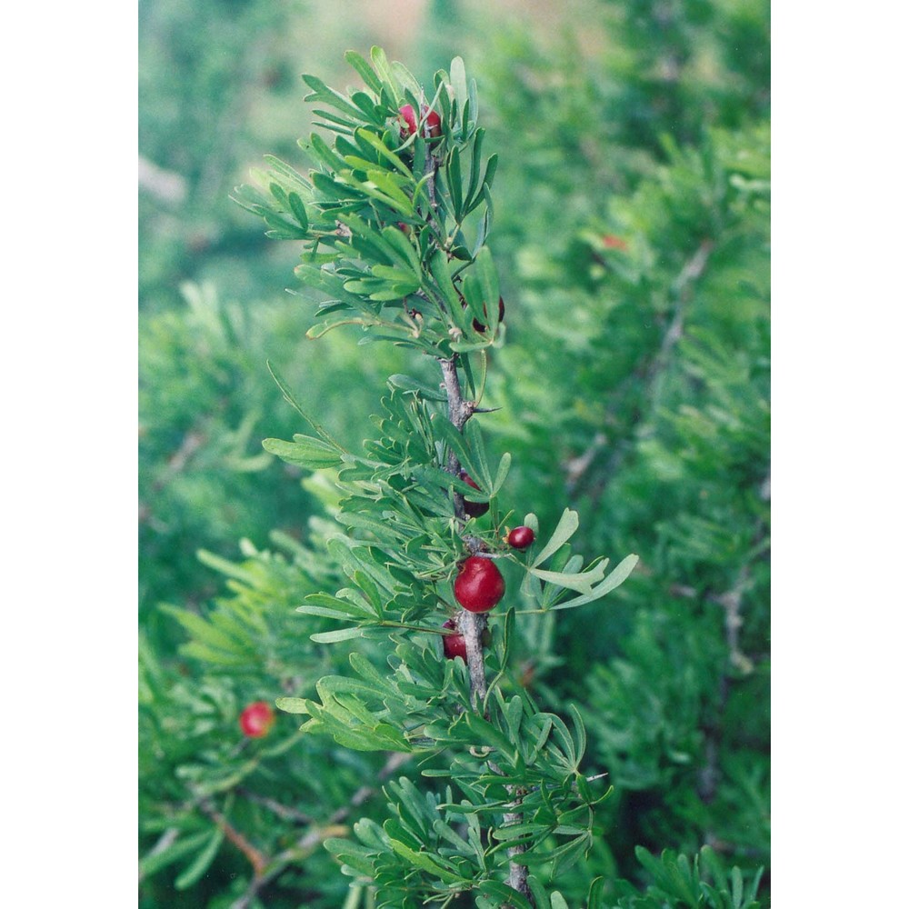 rhus pentaphylla (jacq.) desf.