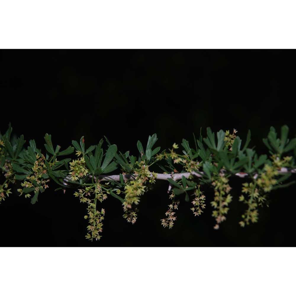 rhus pentaphylla (jacq.) desf.