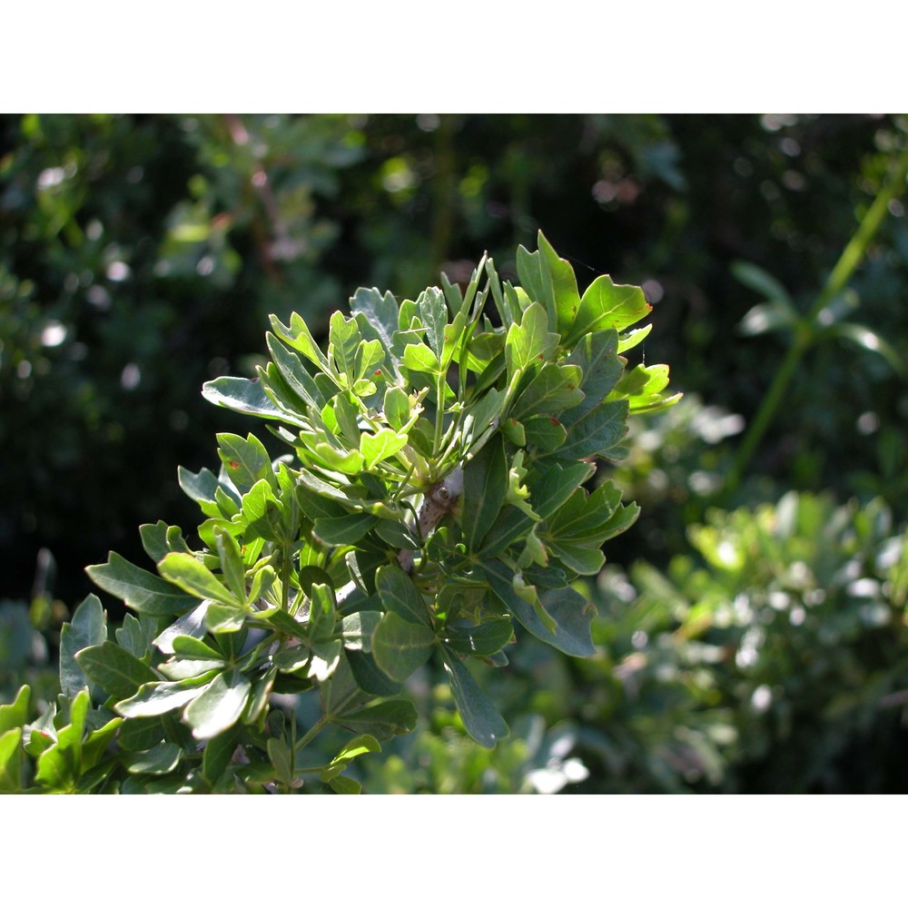 rhus tripartita (ucria) grande