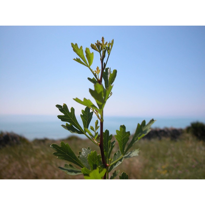 rhus tripartita (ucria) grande