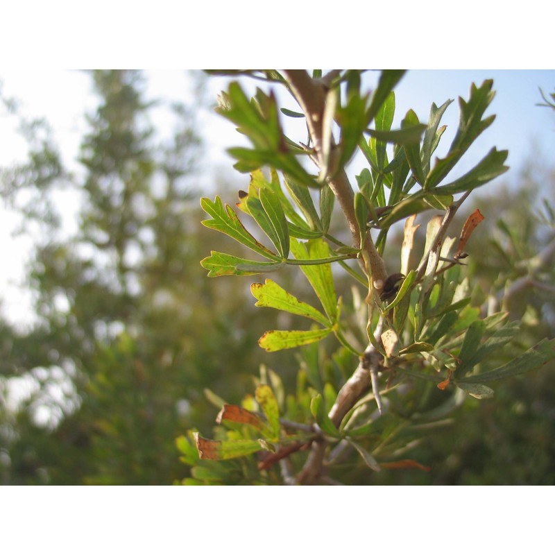 rhus tripartita (ucria) grande