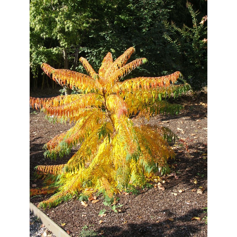 rhus typhina l.