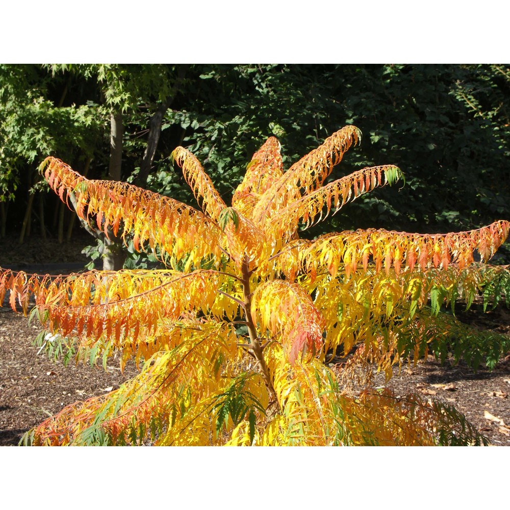 rhus typhina l.