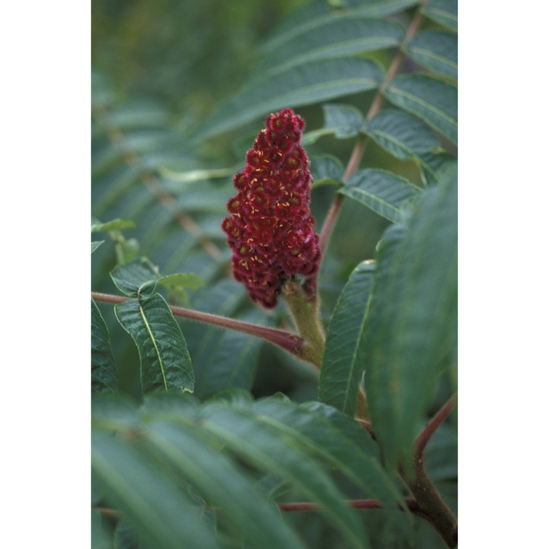 rhus typhina l.