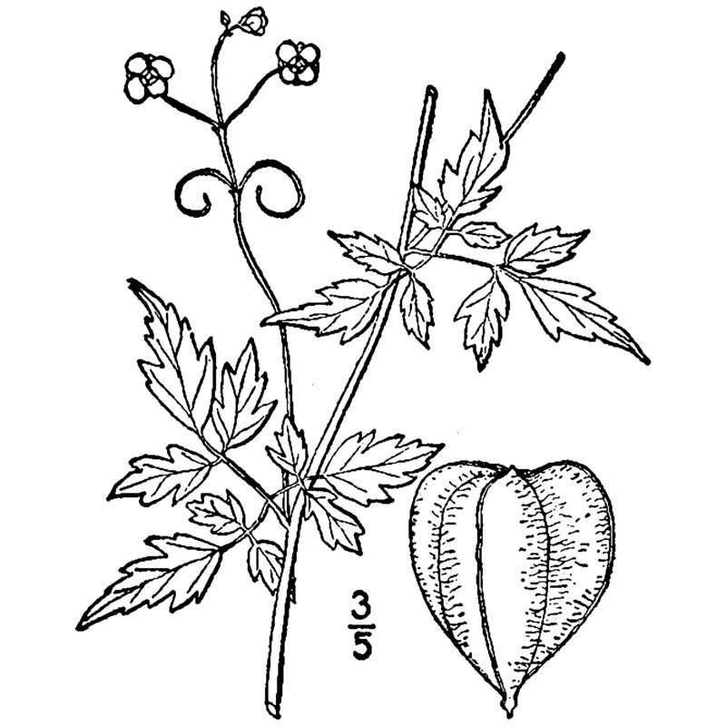 cardiospermum halicacabum l.