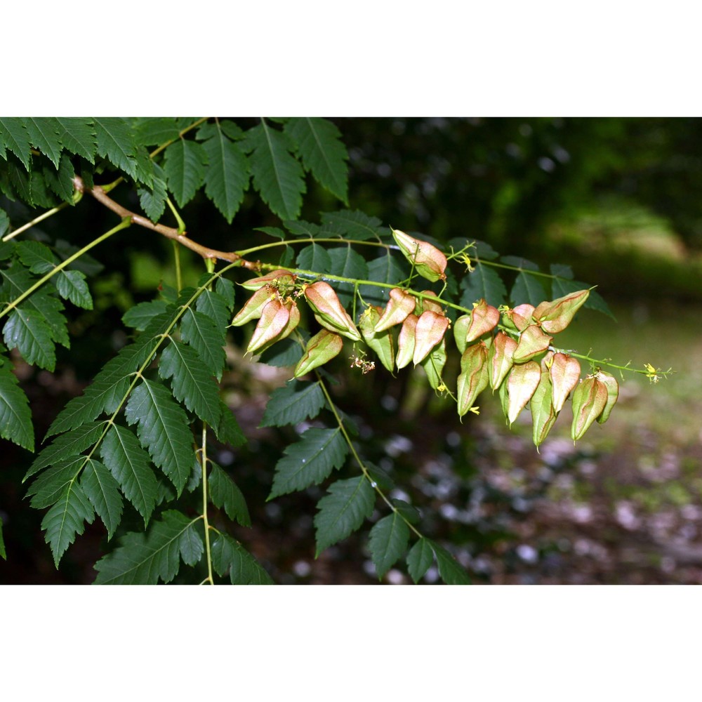 koelreuteria paniculata laxm.