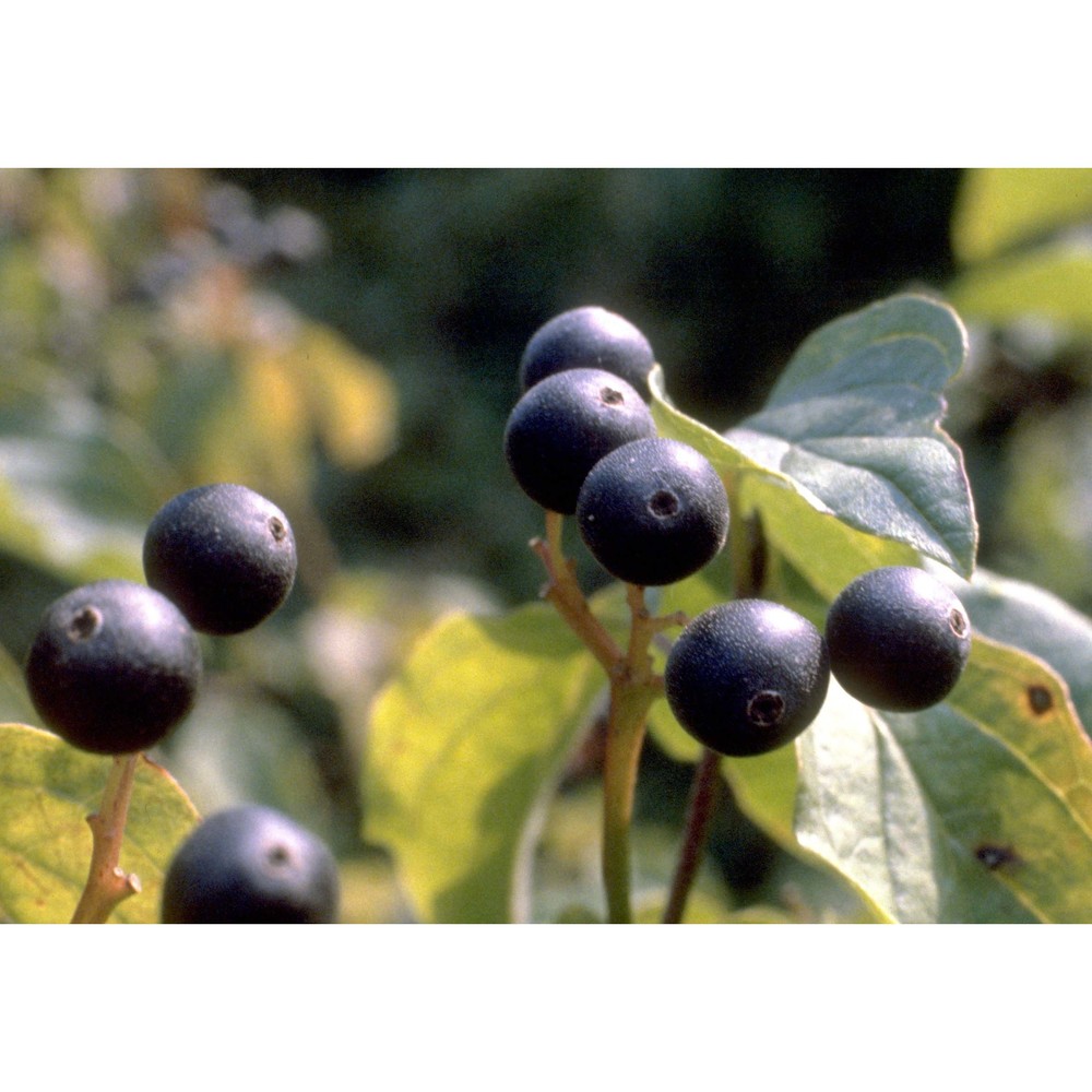 cornus sanguinea l.