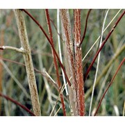 cornus sanguinea l.