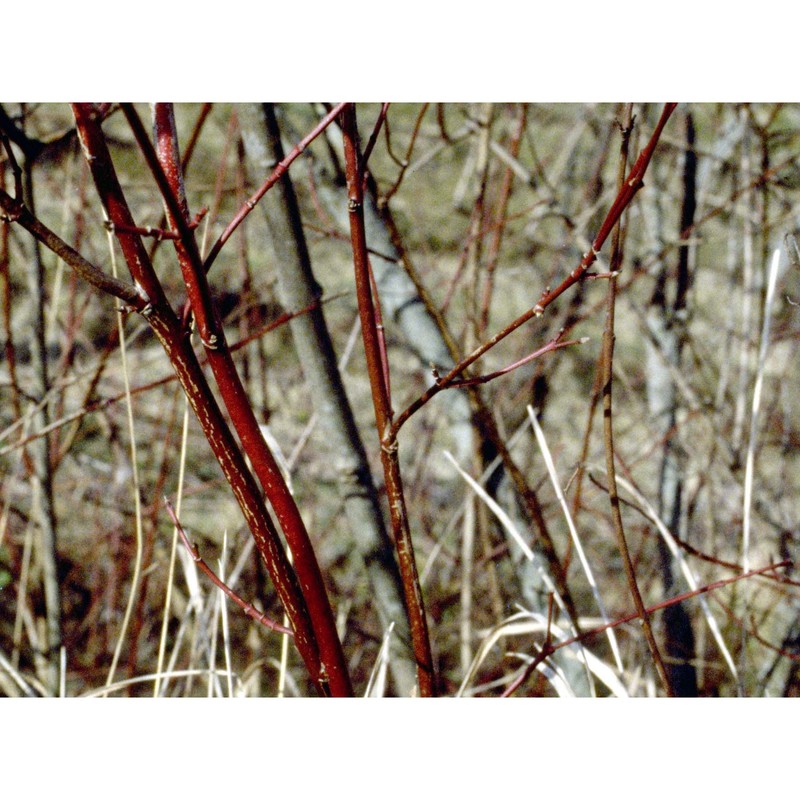 cornus sanguinea l.