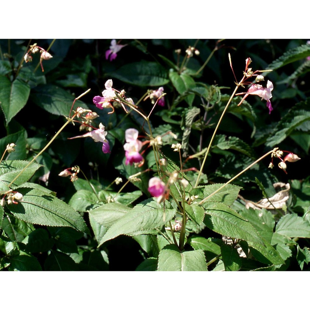 impatiens balfourii hook. fil.