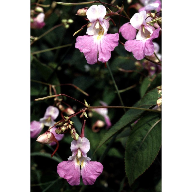 impatiens balfourii hook. fil.