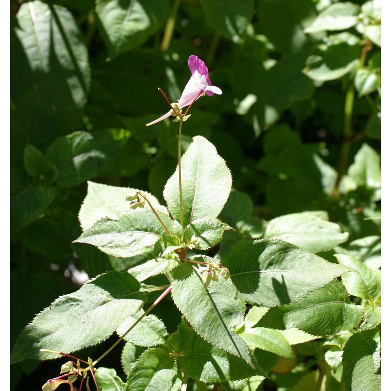 impatiens balfourii hook. fil.